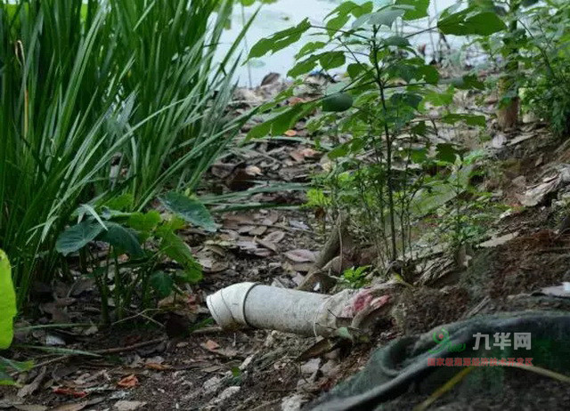 河北省严查养殖粪污乱排乱倒 改善生态环境