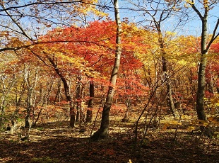梅河口市鸡冠山风景区