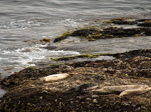大连斑海豹自然保护区