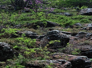 伊春市红星湿地水利风景区