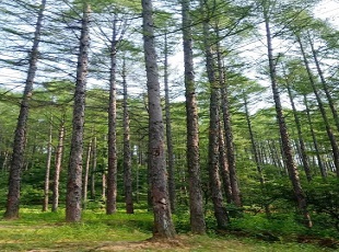 牡丹峰国家森林公园