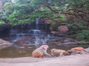 南湾猴岛生态旅游区