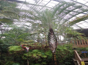 热带植物观光园