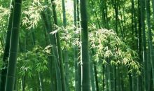 中国林学会竹子分会调研宜宾竹文化