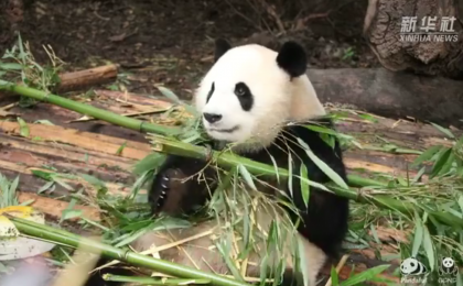 什么？大熊猫也学会挑食啦？