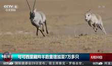 可可西里藏羚羊数量增加至7万多只