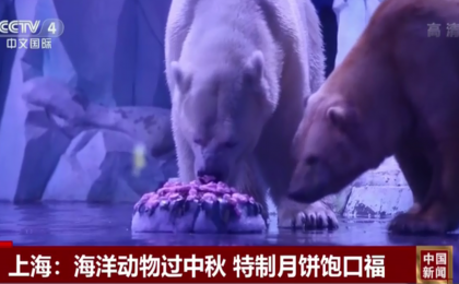 上海：海洋动物过中秋 特制月饼饱口福