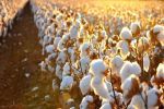 棉花量稳质升 主产区3000多万亩棉花已被陆续收购