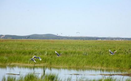 为何专门立法保护湿地？湿地保护法有哪些亮点？