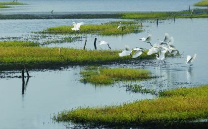 湿地修复争议：到底是保护还是占用？