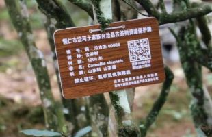 贵州古茶树的“春天”