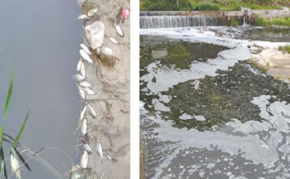网友曝光：门前小河被污染  出现很多死鱼？