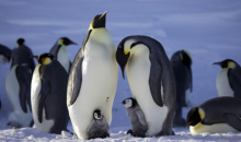 南极海冰快速融化 帝企鹅面临灭绝风险