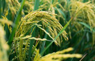 我科学家发现让水稻“不怕热”基因