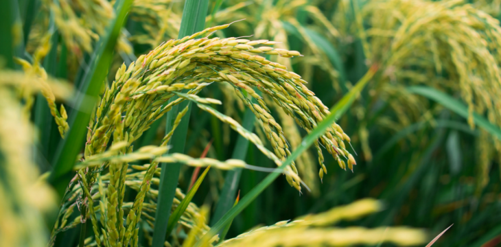 我科学家发现让水稻“不怕热”基因