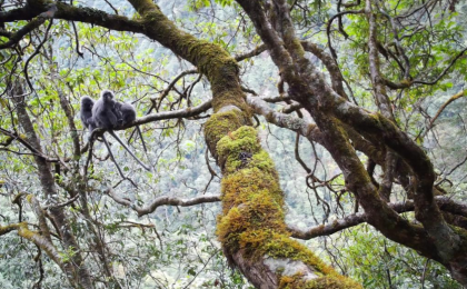 我国珍稀濒危物种菲氏叶猴种群刷新最北分布