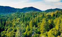 我国森林质量不断提升 固碳能力显著增强