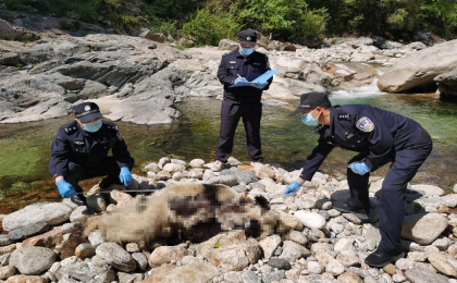 陕西一野生大熊猫河边死亡？