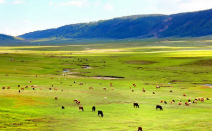 新疆自然保护工作者在阿尔泰山拍到数百种野生动物