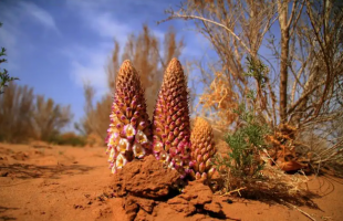 新疆且末大漠深处8.3万亩大芸花开 生态经济获双赢