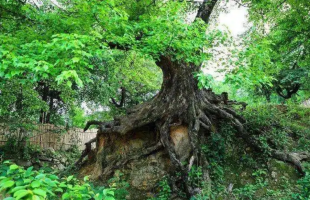 严控树木砍伐、迁移！河南城市树木保护管理新规试行