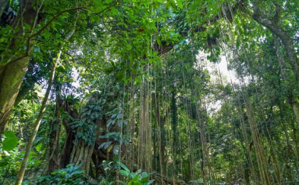 海南将建成覆盖全省的森林生态系统碳汇监测体系