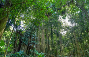 海南将建成覆盖全省的森林生态系统碳汇监测体系
