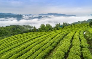 福建尤溪：政府推动 品牌带动 茶产业蓬勃发展