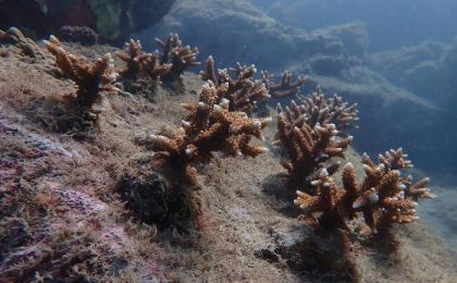 屏东小琉球珊瑚生态衰退 苗圃复育盼恢复生机