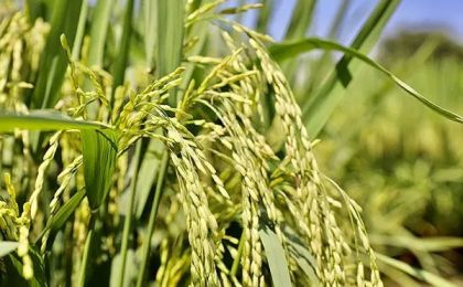 全球气候变暖 亚洲稻与非洲稻“携手御热”