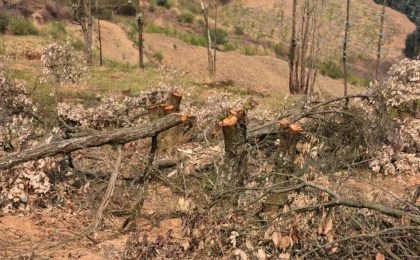 国家林草局公布10起土地整理毁林造地典型案例