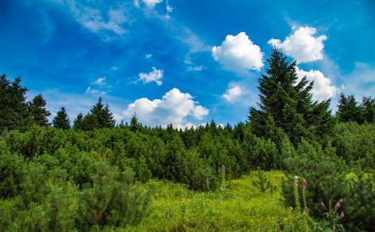 最高法：明确森林保护利用规则，服务实现“双碳”目标