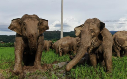 世界大象日：让我们一起来关心人类的大朋友