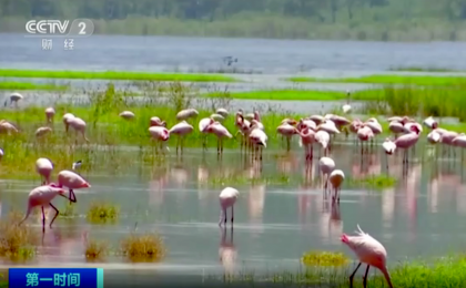 肯尼亚：气候变化 环境污染 威胁火烈鸟生存