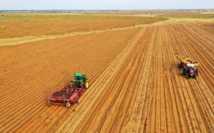 内蒙古鄂尔多斯：沙漠腹地土豆迎丰收 