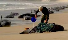 澳大利亚：230头鲸搁浅海滩 仅剩35头存活