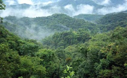 福建推行生态修复适用林业碳汇赔偿机制