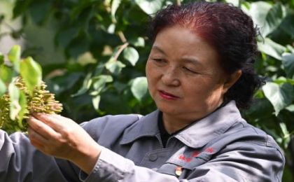 二十大代表风采丨张锦梅：让绿色成为高原最美底色