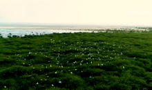 广西北海生态修复见成效 湿地鸟类物种数据再刷新