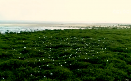 广西北海生态修复见成效 湿地鸟类物种数据再刷新