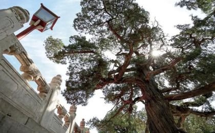 北京试点古树名木保护 守护城市“活化石”