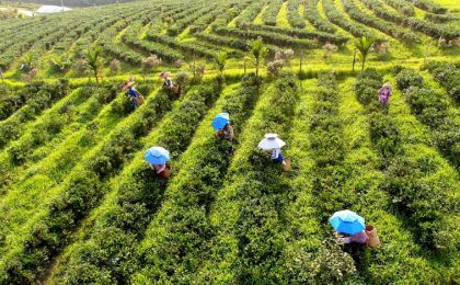 白沙茶产业入选2022年全国生物多样性保护优秀案例