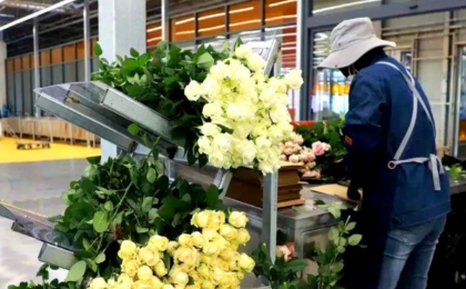 甘肃省临夏州着力提升花卉产业“含金量”