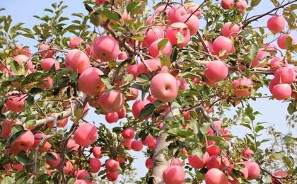 陕西：做强苹果产业 接力乡村振兴
