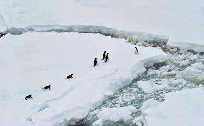 最新研究：南极洲65%本土物种面临消失风险