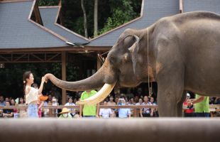 环保组织起诉西双版纳野象谷大象表演 景区：不存在虐待大象的情况