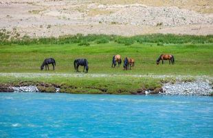 新疆帕米尔高原野生动物种群数量明显增长