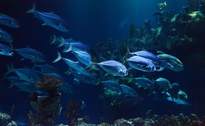 6亿年前，深海动物首次拥有了“吸氧自由”