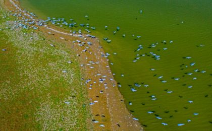 加强生态修复守护黄河湿地，大天鹅成为河南三门峡市保护生态的生动诠释