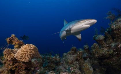 国际最新研究：全球近2/3珊瑚礁鲨和鳐或濒临灭绝